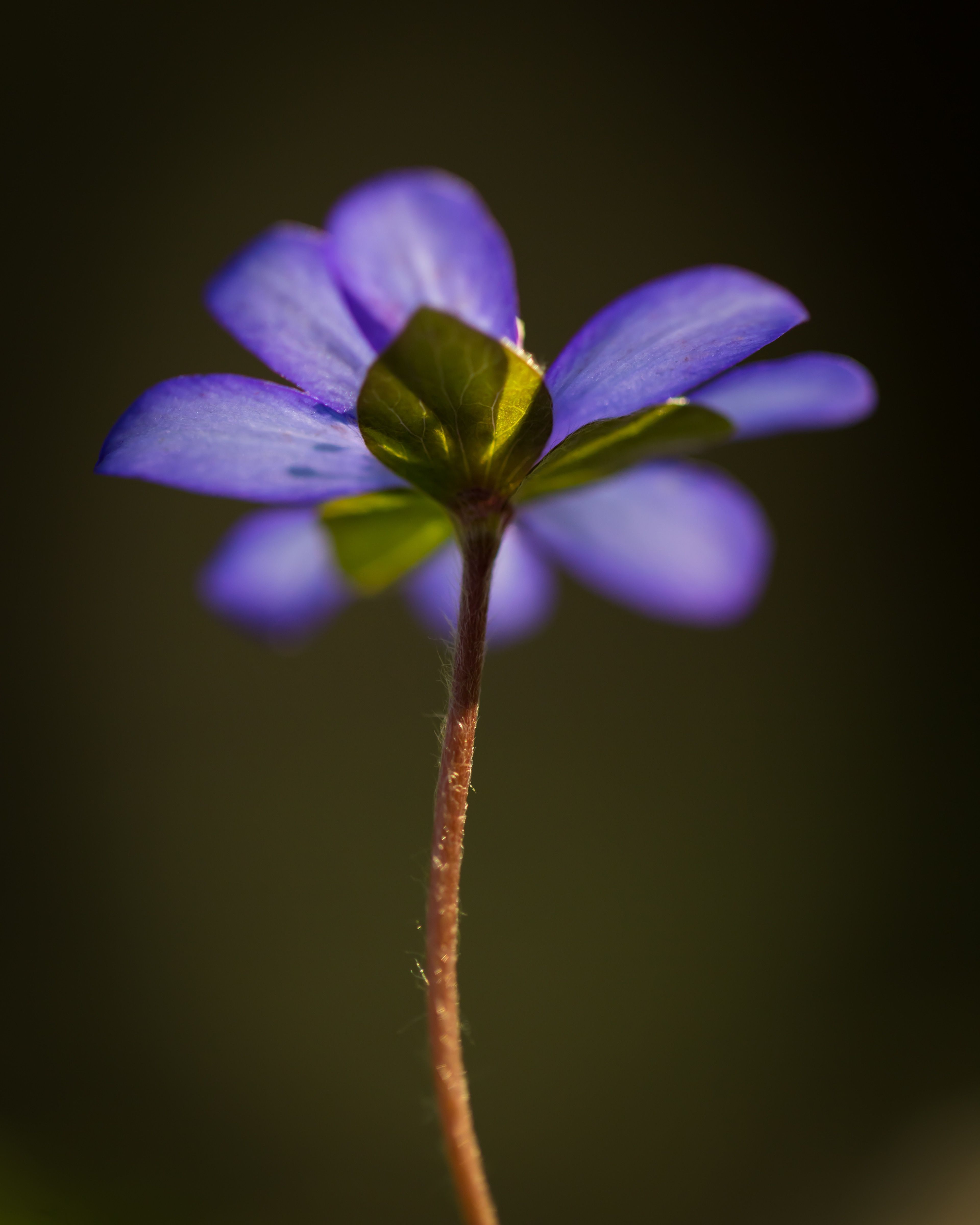 A delicate purple flower with bright green leaves emerges from a slender brown stem against a soft, blurred dark background. The image captures the essence of new growth and natural beauty with excellent macro photography detail and warm lighting. This serene, hopeful image would work well for posts about pediatric care, preventive health, wellness programs, or seasonal health topics, conveying themes of growth, nurturing, and new beginnings that align with family medicine values.